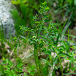 Thalictrum pubescens tall meadow rue